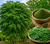 Strongest Moringa Capsules Powder Supplement 7,000mg High Strength UK